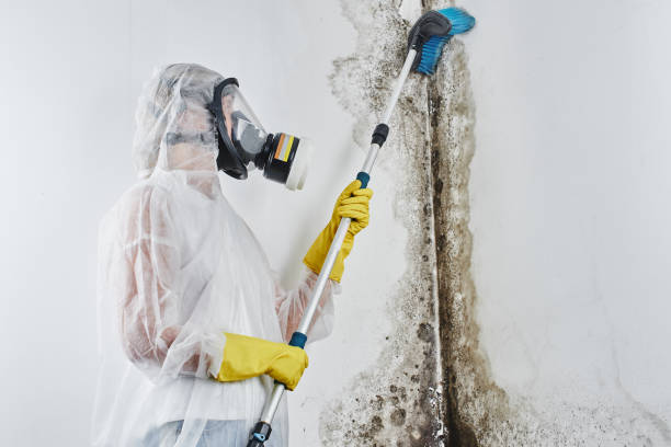 Best Post-Remediation Services in Hayneville, AL