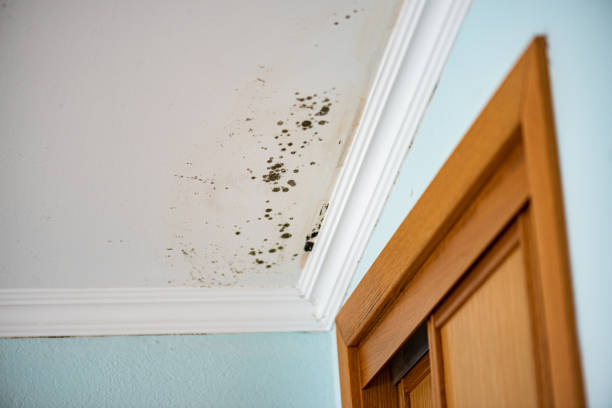 Best Post-Flood Mold Remediation in Hayneville, AL