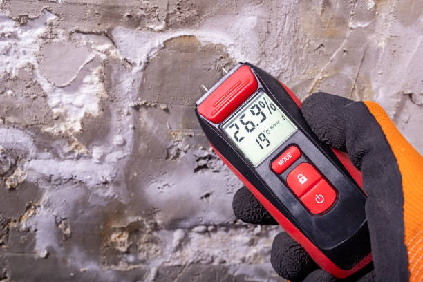 Best Black Mold Remediation in Hayneville, AL