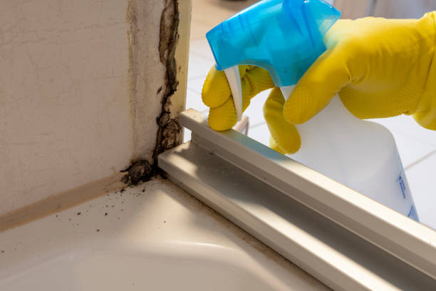 Best DIY Mold Remediation Support Services in Hayneville, AL