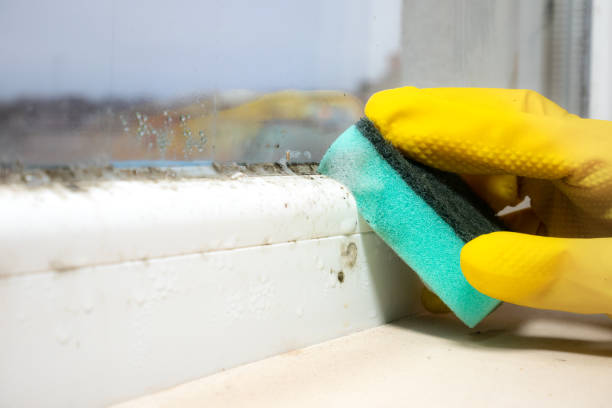 Best Commercial Mold Remediation in Hayneville, AL