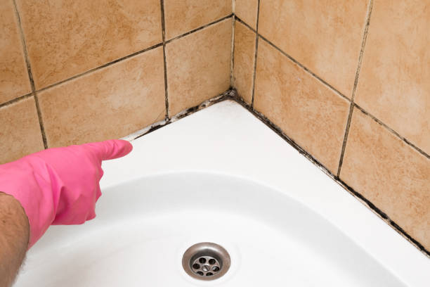 Best Attic Mold Remediation in Hayneville, AL