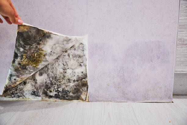 Best Mold Remediation for Specific Building Types in Hayneville, AL